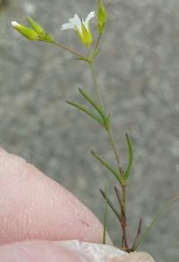 Mononeuria patula image